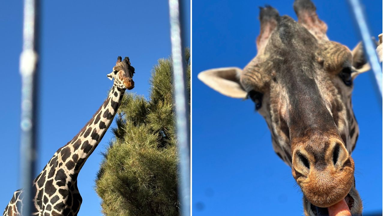 Jirafa-Benito-Africam-Safari