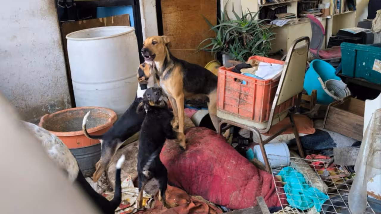 Rescatan-a-9-perritos-en-condiciones-deplorables-en-la-Gustavo-A.-Madero
