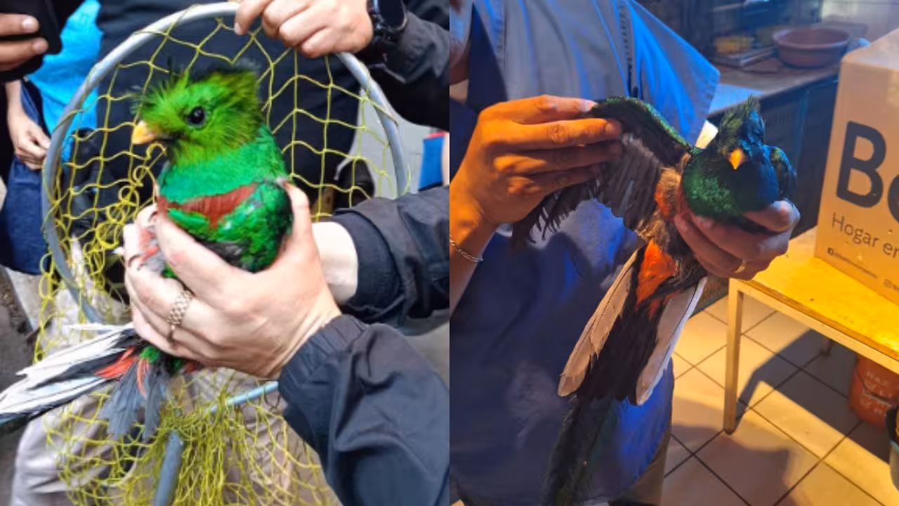 Rescatan-a-Quetzal-en-la-colonia-Santa-Maria-la-Ribera-de-la-Cuauhtemoc