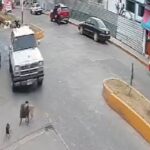 Video-Automovilista-arrolla-a-perrito-a-proposito-en-Jilotepec