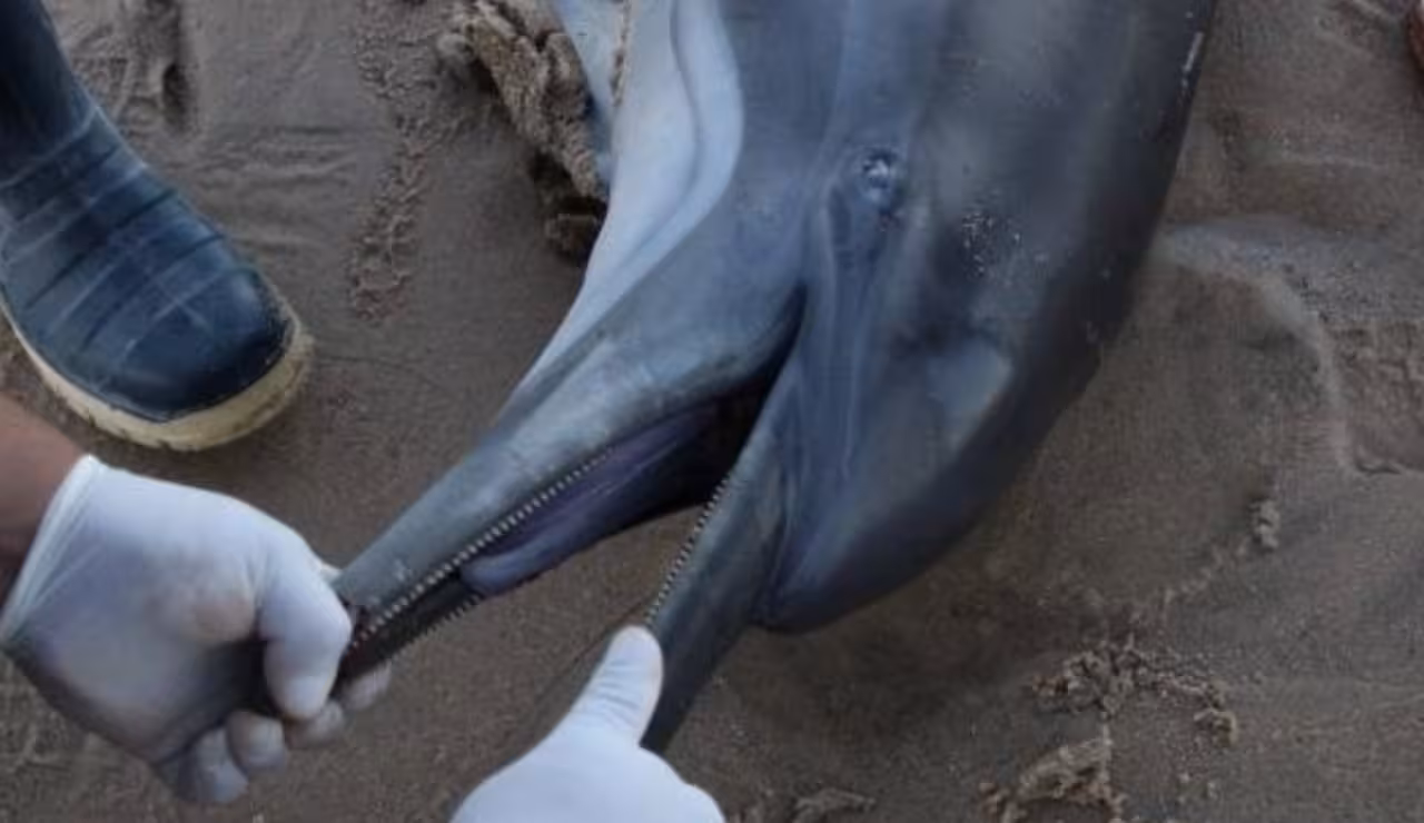 delfines