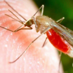 mosquito_transmisor_del_paludismo