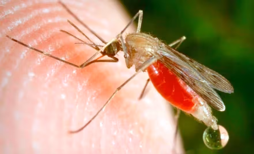mosquito_transmisor_del_paludismo