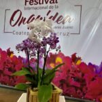 presentan-festival-internacional-de-la-orquidea-en-coatepec-2024-474551