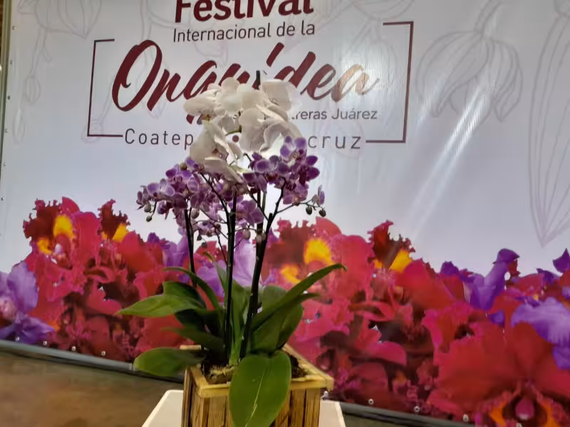 presentan-festival-internacional-de-la-orquidea-en-coatepec-2024-474551