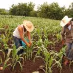 Agronomos