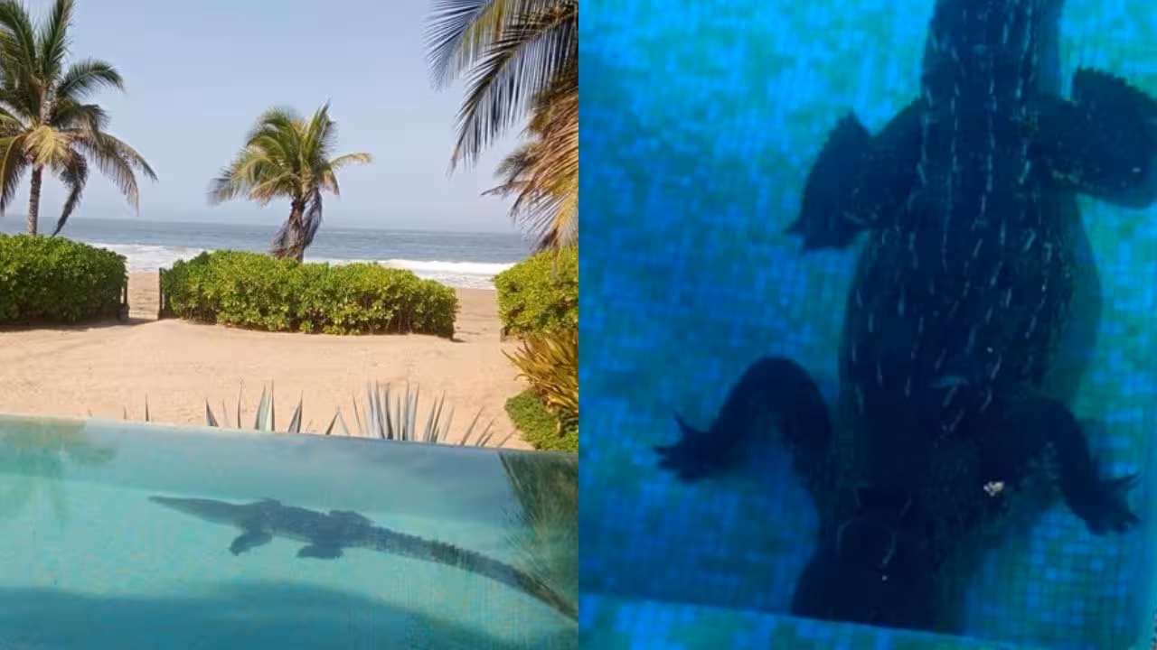 Cocodrilo-en-Zihuatanejo