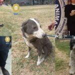 Perritos-explosion-Tlalpan-1