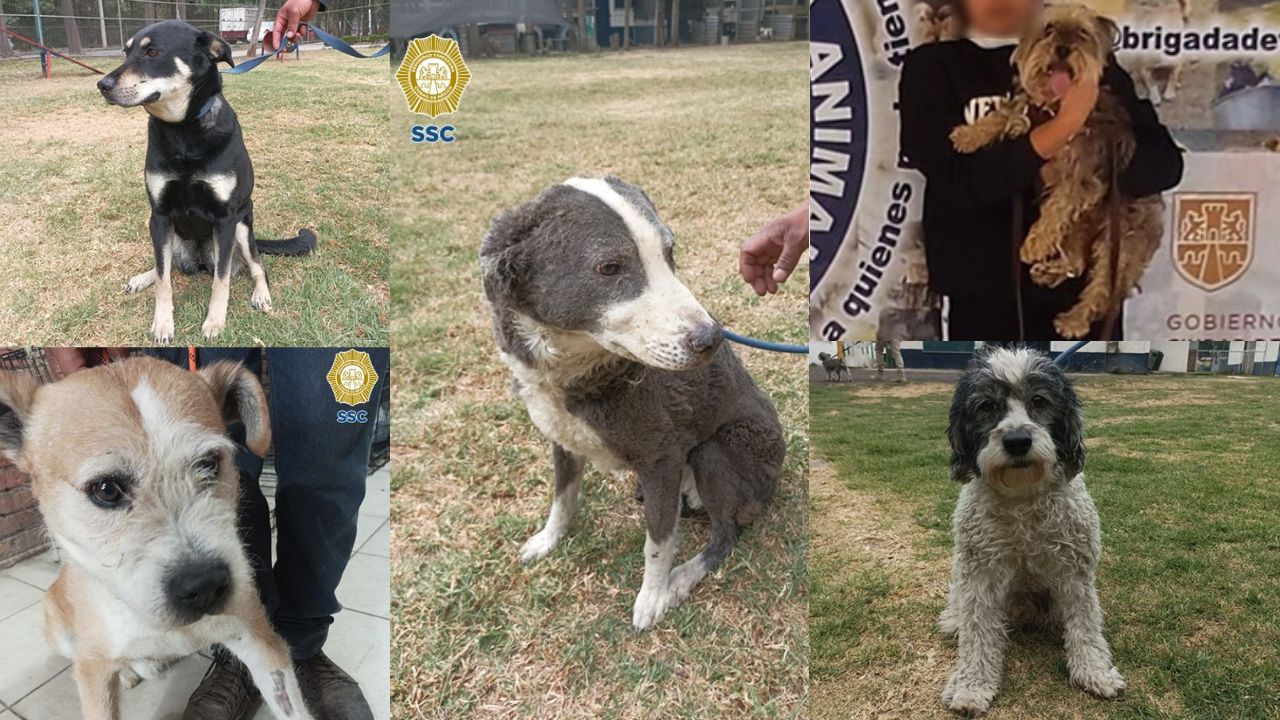 Perritos-explosion-Tlalpan-1