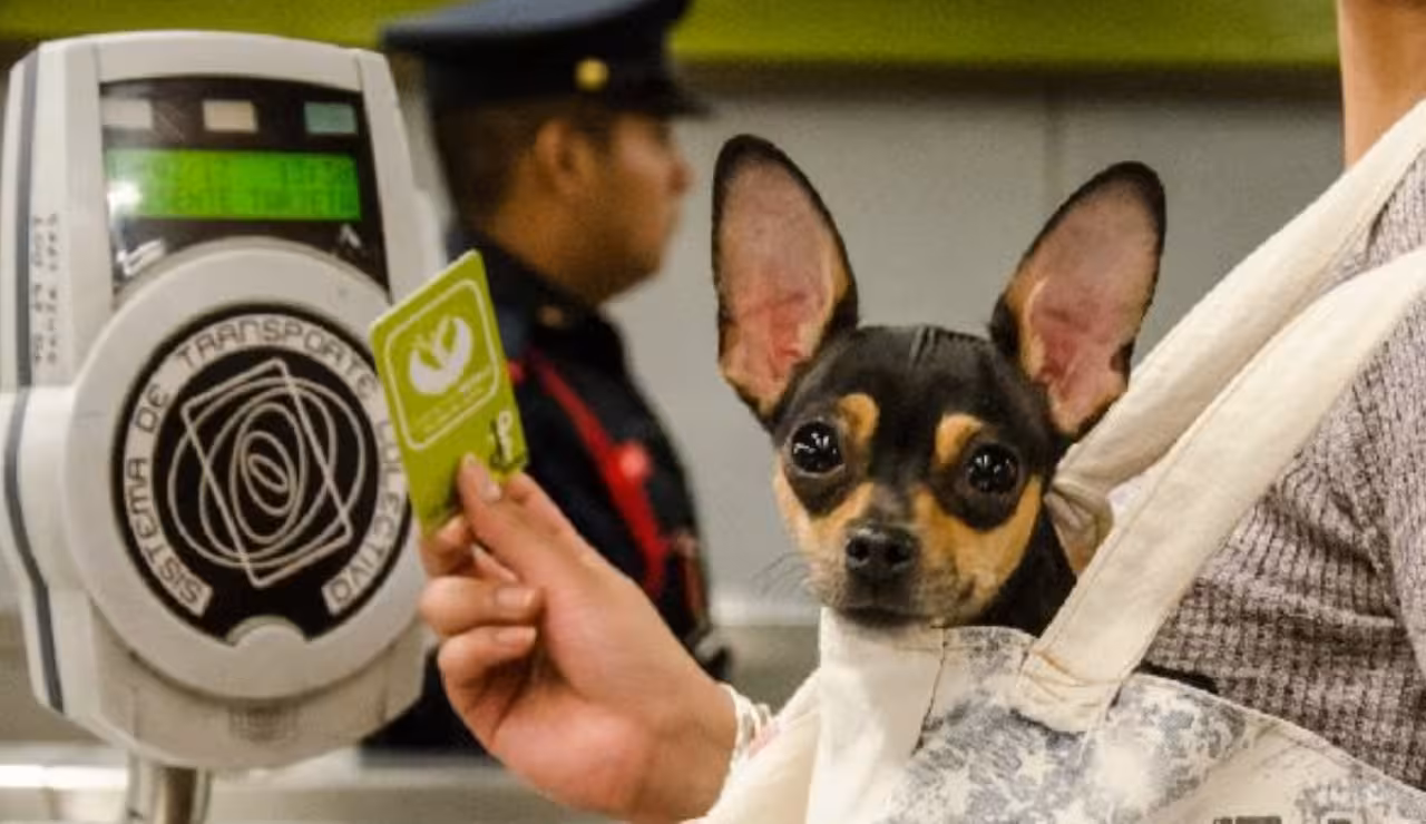 metro_mascota