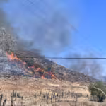 Está deforestado el 70% de la zona Sierra Costa de Michoacán; este año se han perdido 9 mil hectáreas por incendios en Coalcomán