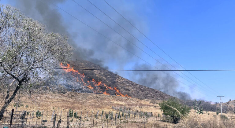 Está deforestado el 70% de la zona Sierra Costa de Michoacán; este año se han perdido 9 mil hectáreas por incendios en Coalcomán