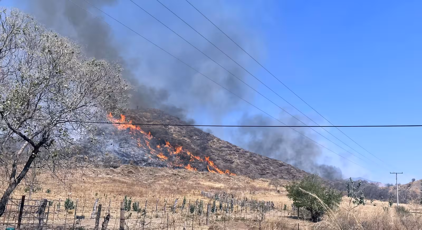 Está deforestado el 70% de la zona Sierra Costa de Michoacán; este año se han perdido 9 mil hectáreas por incendios en Coalcomán