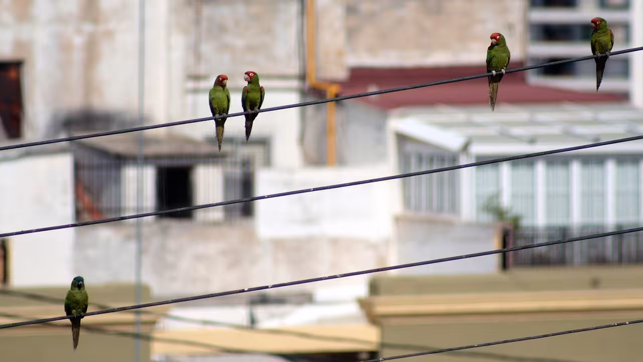 birds-6841180_1280