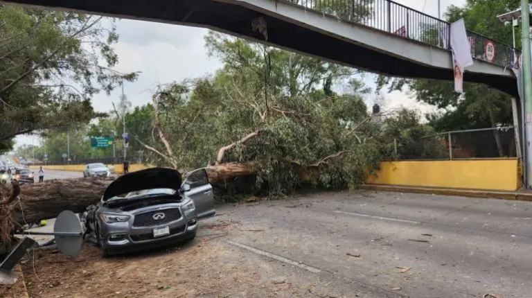 rio-churubusco-arbol-auto-cdmx