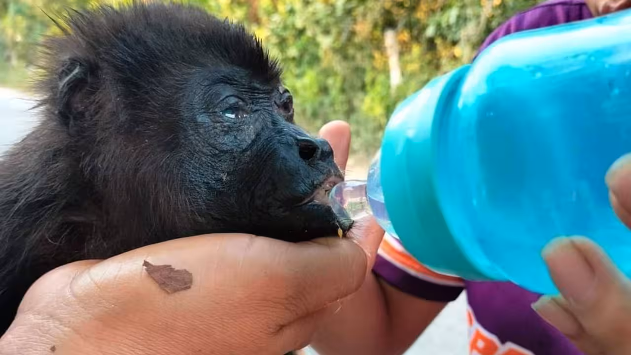 semarnat-implementa-rescate-de-monos-en-tabasco-y-chiapas-por-ola-de-calor