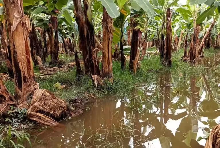 Agricultores-de-chiapas