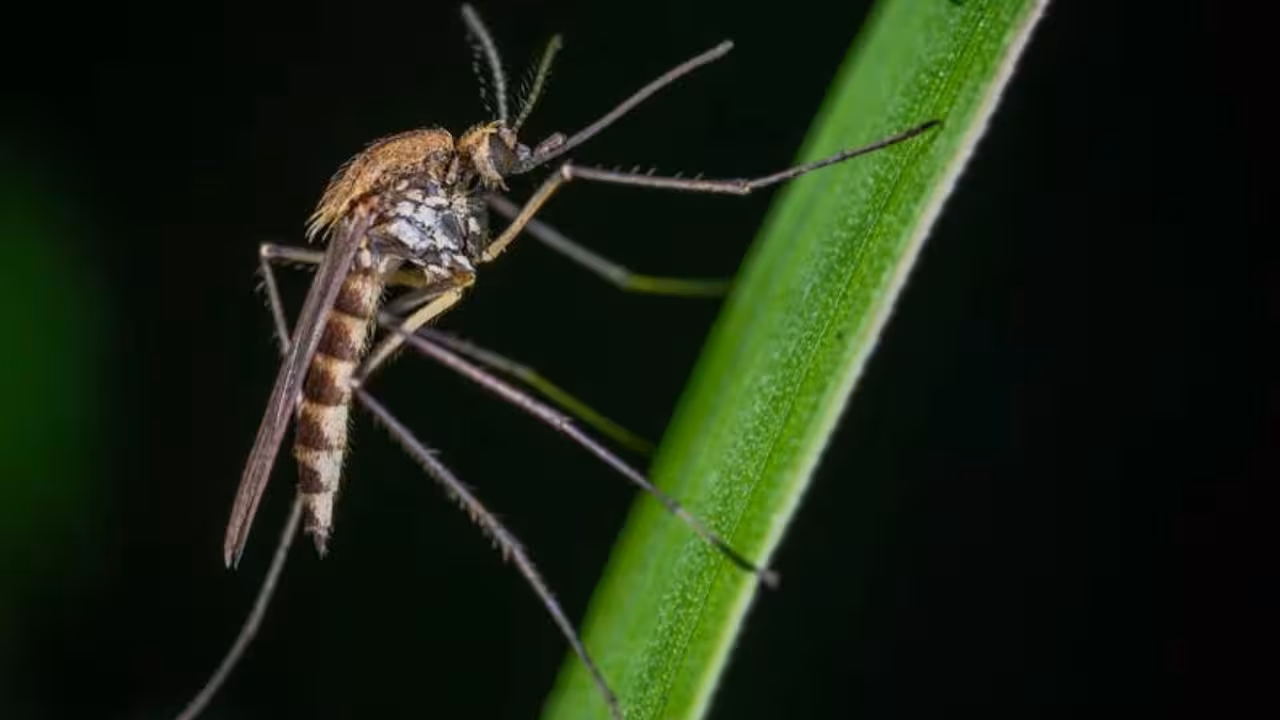 Parasitos