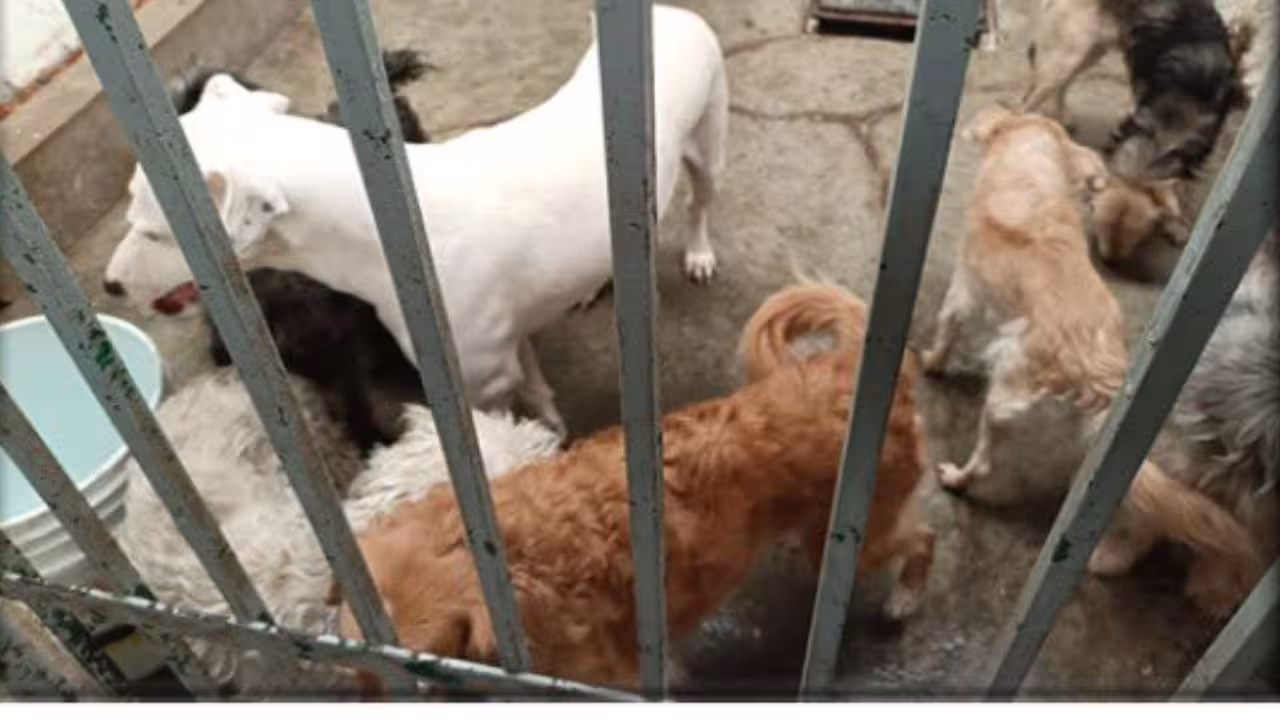 Perritos-Rescatados