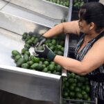 hoy-se-normalizan-exportaciones-de-aguacates-y-mangos-a-eua-amlo