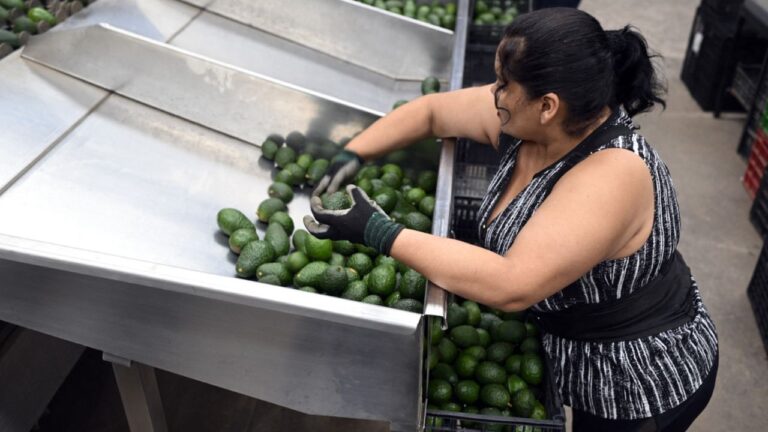 hoy-se-normalizan-exportaciones-de-aguacates-y-mangos-a-eua-amlo