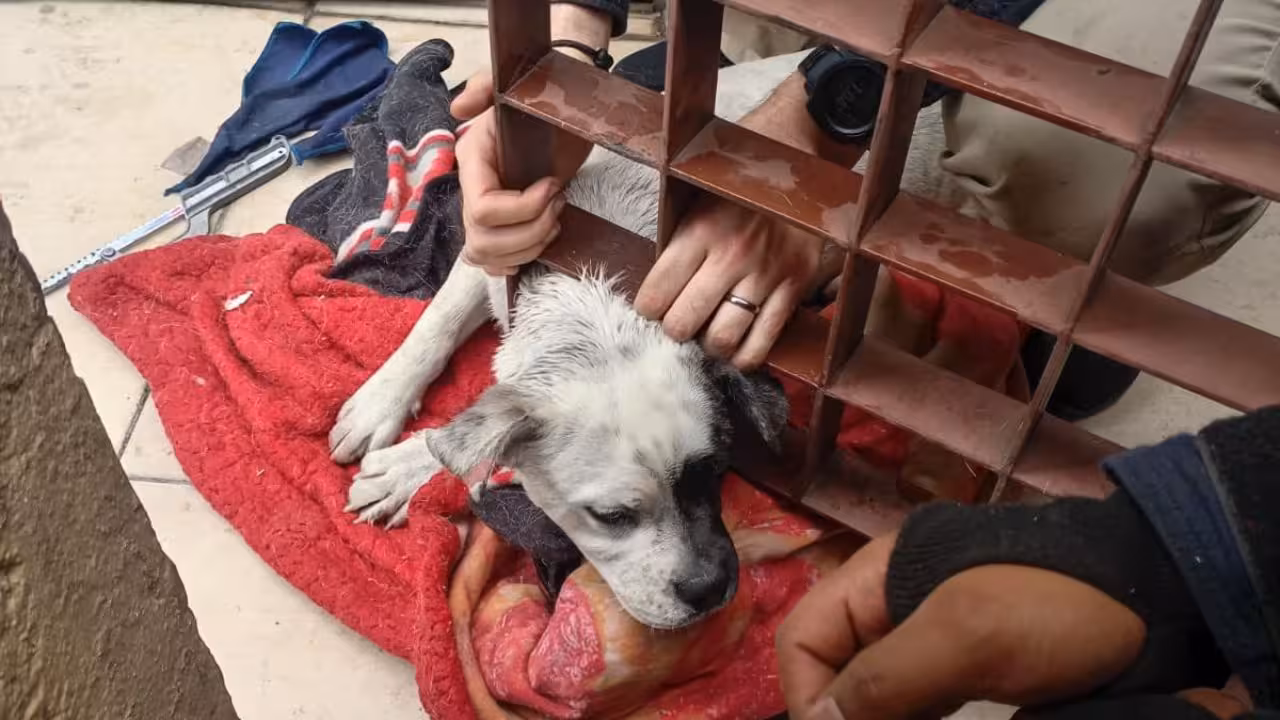 perrito-atrapado-Cuajimalpa