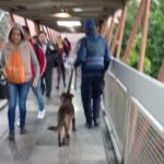 metro_perrito_linea_a