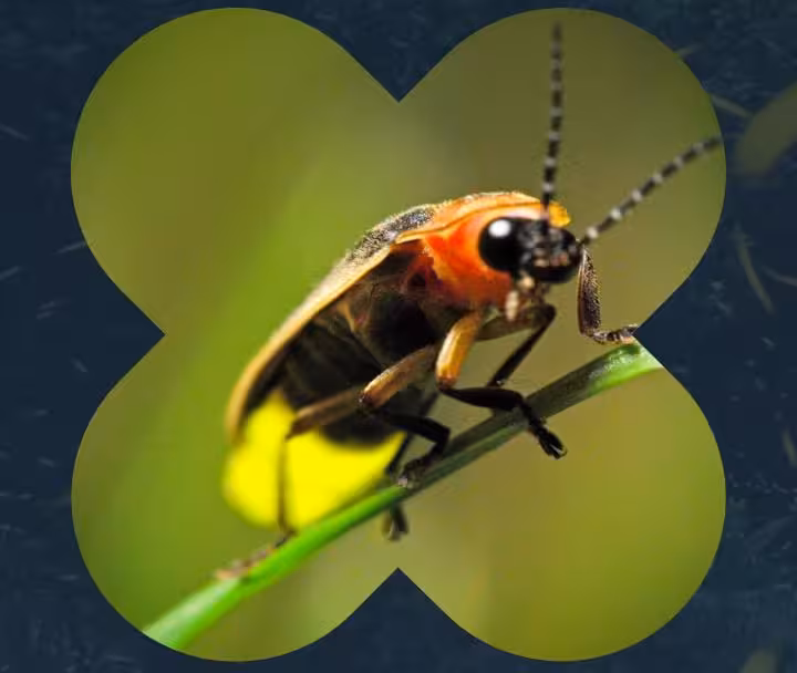 imgNota1037