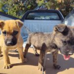 192d8d5b22334fb9b02b533ec767baa4