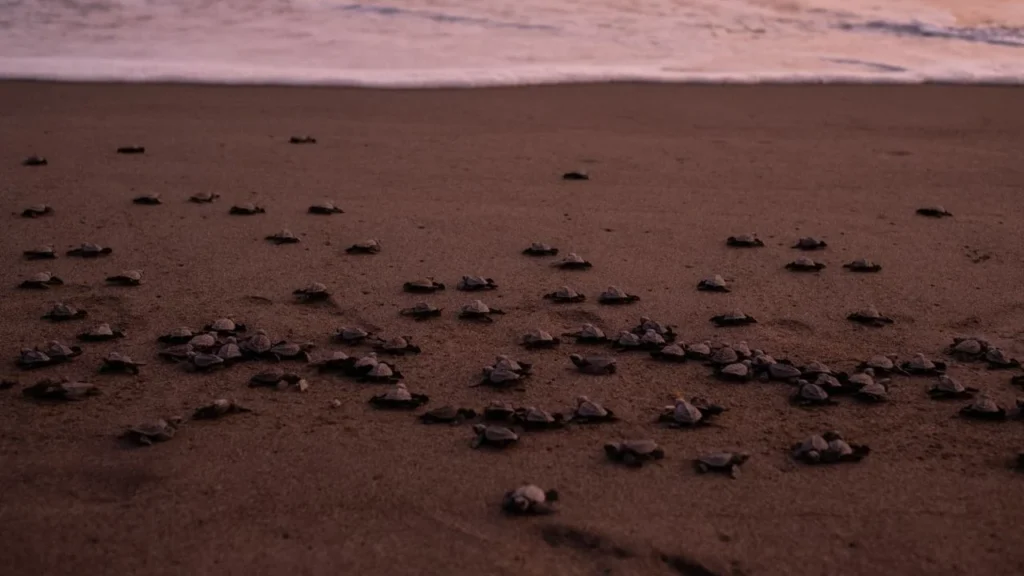 24a5784ff48042e6b39ae5df1cc349ff