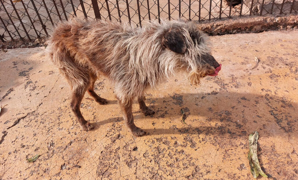 680c5ff13db643b0ade7532e450a3244