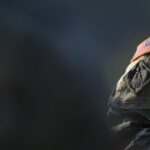 Los estadounidenses se oponen a que Trump envíe tropas a Irán, según las encuestas